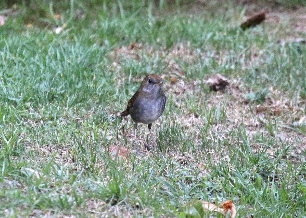 Ruddy-capped Nightingale-Thrush - ML147709871