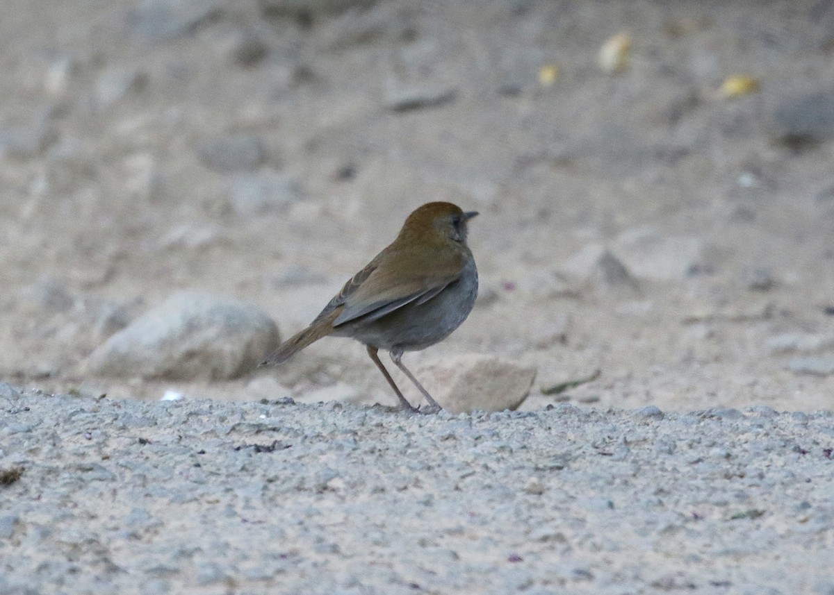 Ruddy-capped Nightingale-Thrush - ML147709881