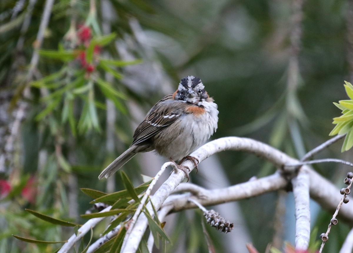 Rufous-collared Sparrow - ML147710071