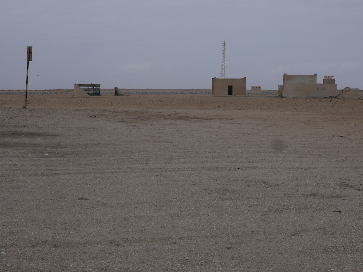 Pallas's Gull - ML147711941