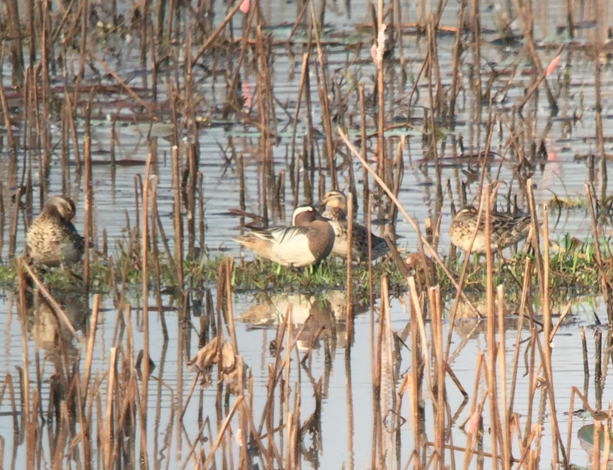 Garganey - ML147715491