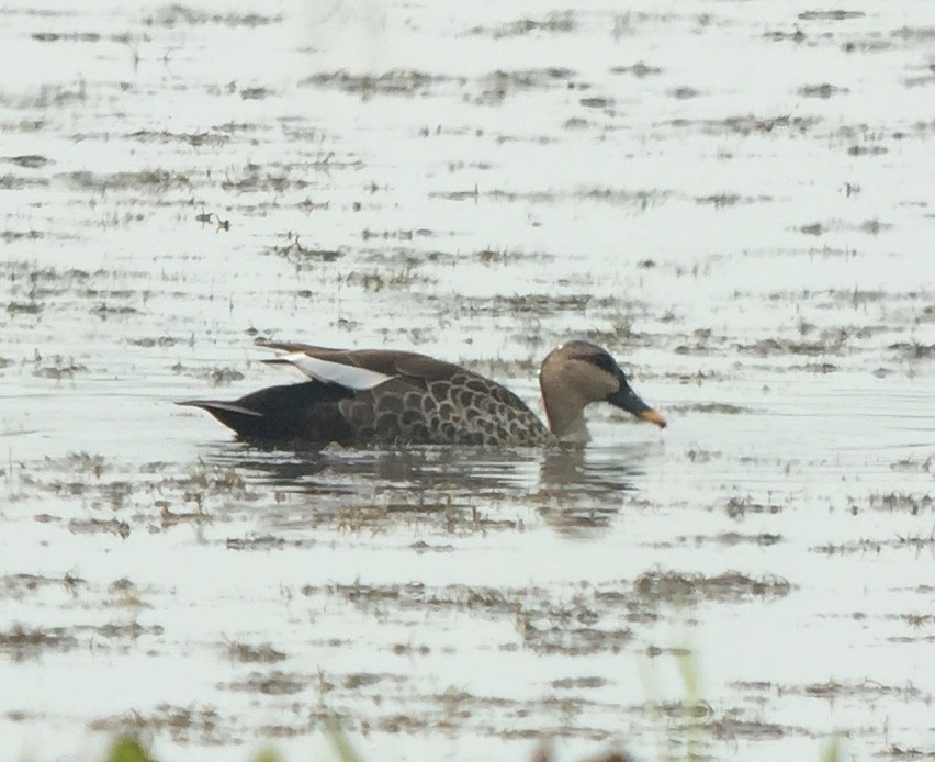 Indian Spot-billed Duck - ML147715761
