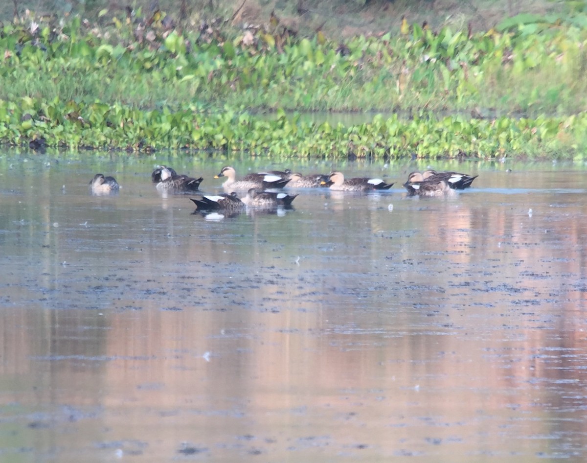 Indian Spot-billed Duck - ML147715791