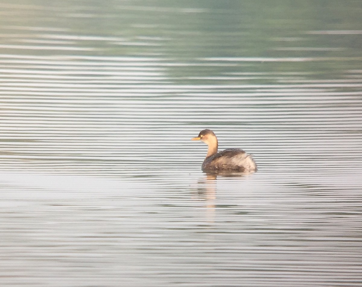 Little Grebe - ML147716001