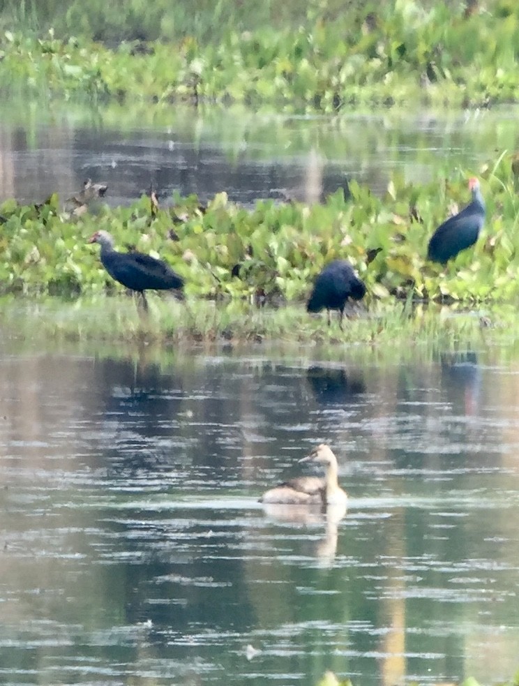 Great Crested Grebe - ML147716101