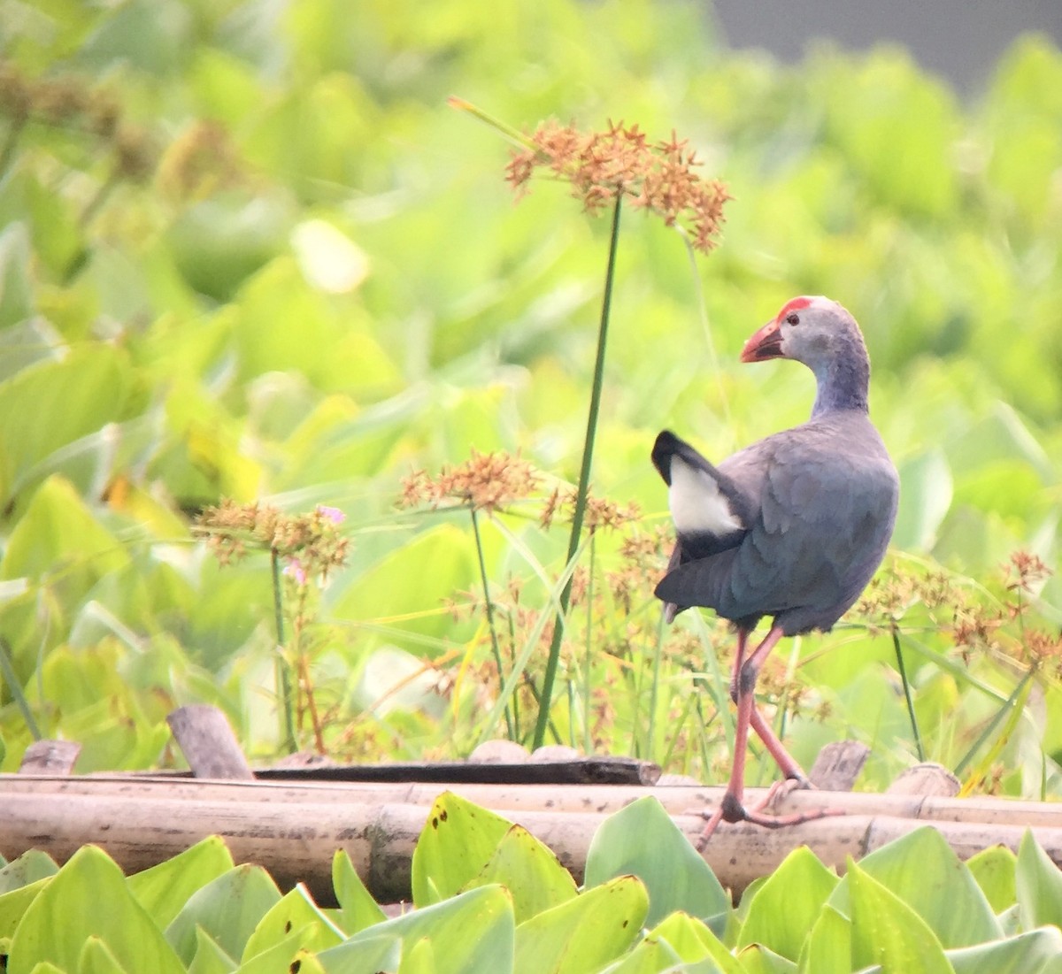 Gray-headed Swamphen - ML147716281