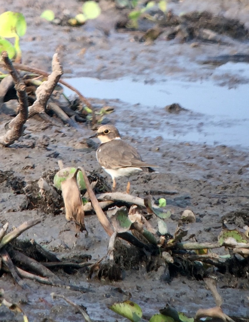 Little Ringed Plover - ML147716331