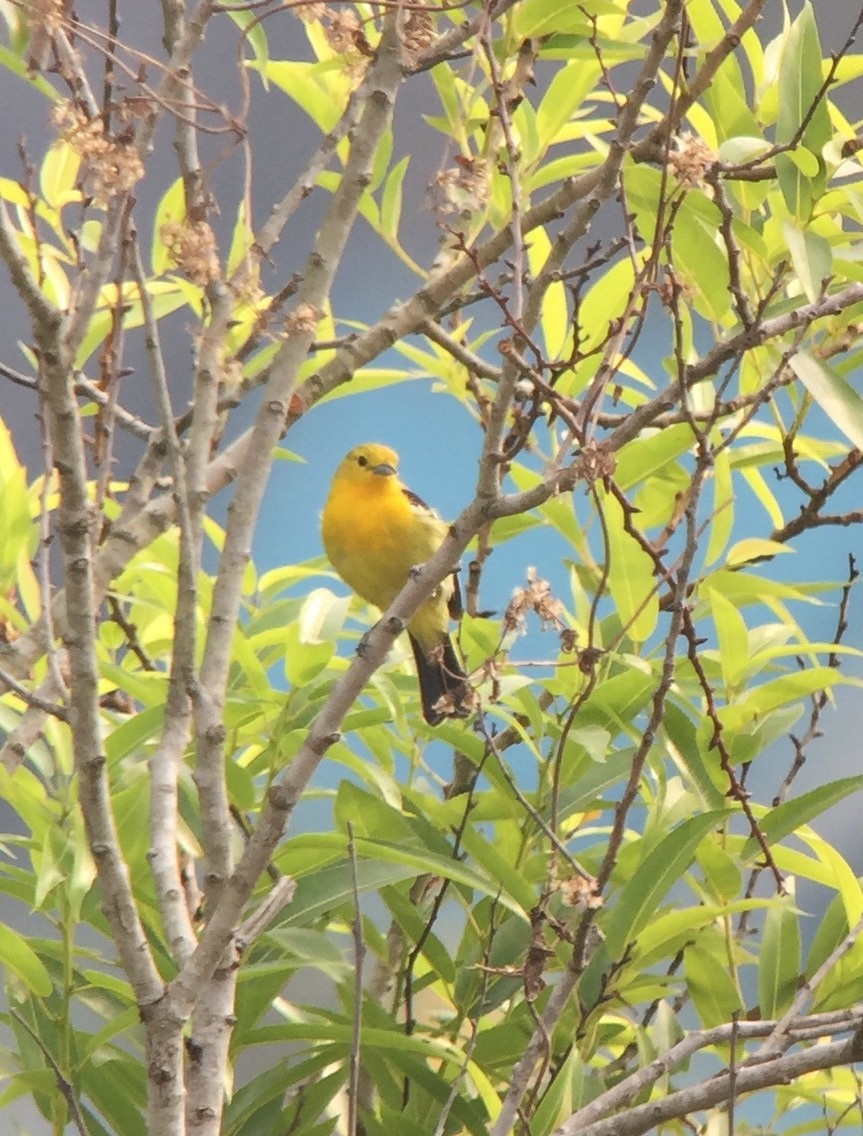 Common Iora - ML147716471