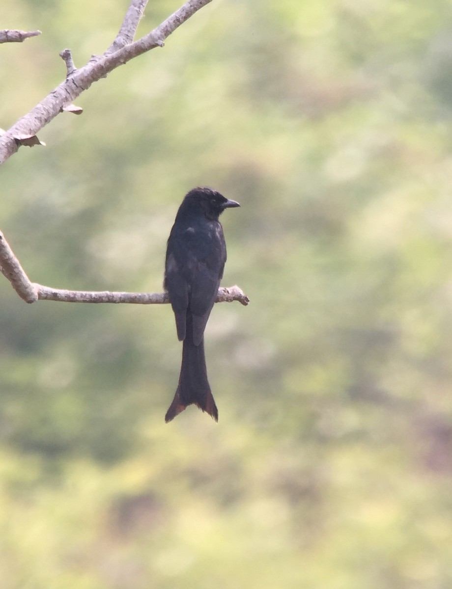 Black Drongo - ML147716611