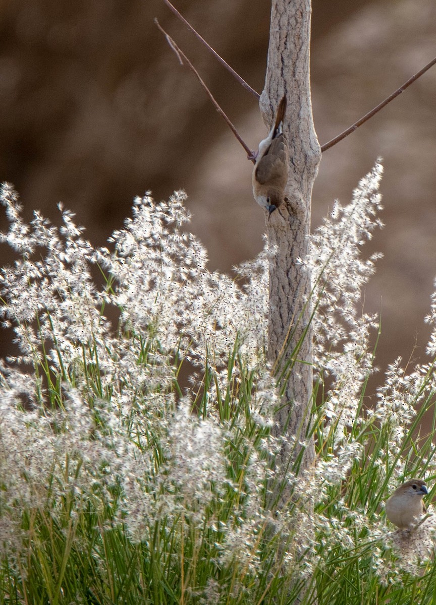 Indian Silverbill - ML147716661