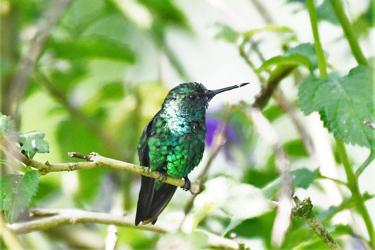 Western Emerald - Liz Harper