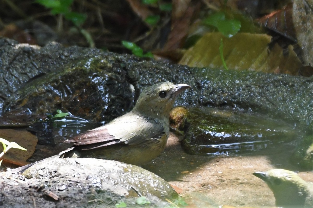 Palm Tanager - Liz Harper