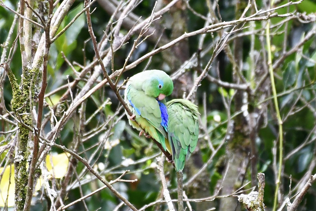 Spectacled Parrotlet - Liz Harper