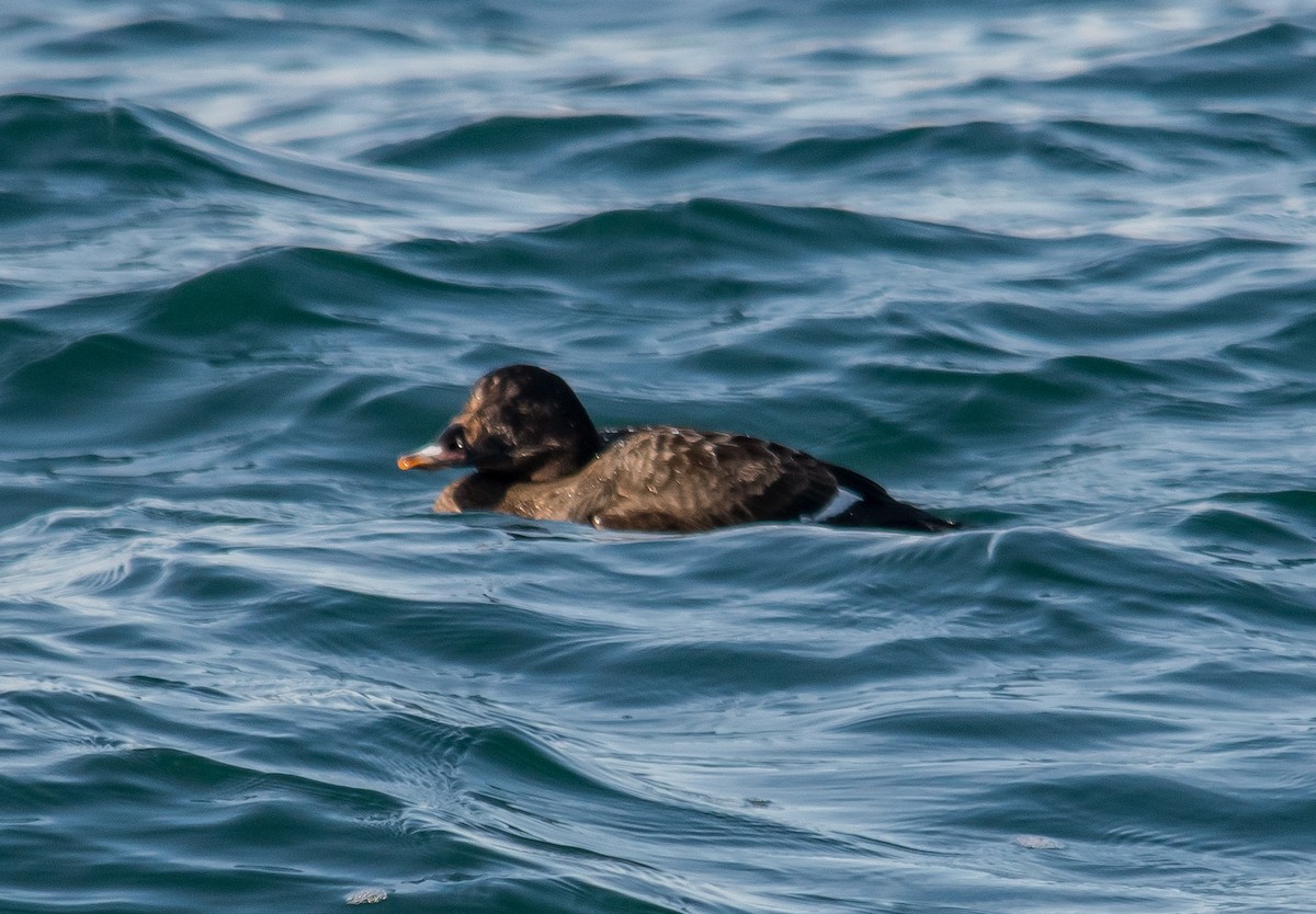 White-winged Scoter - Frank King