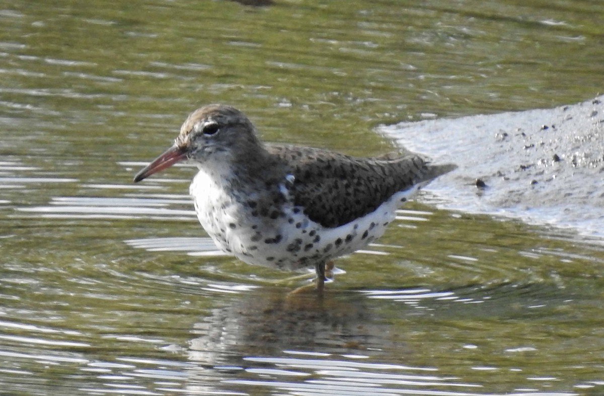 Spotted Sandpiper - ML147718311