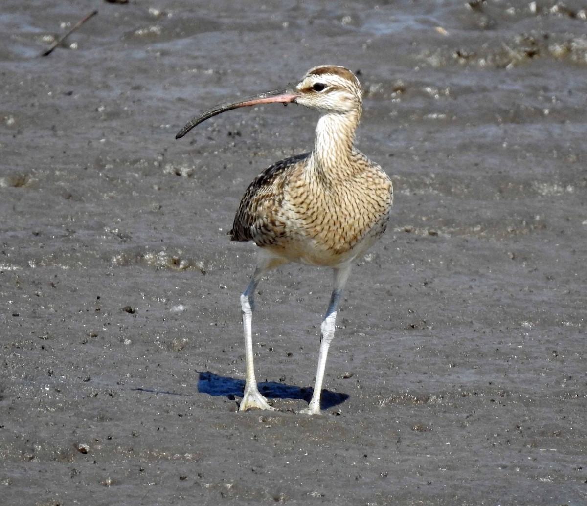 Whimbrel - ML147718781