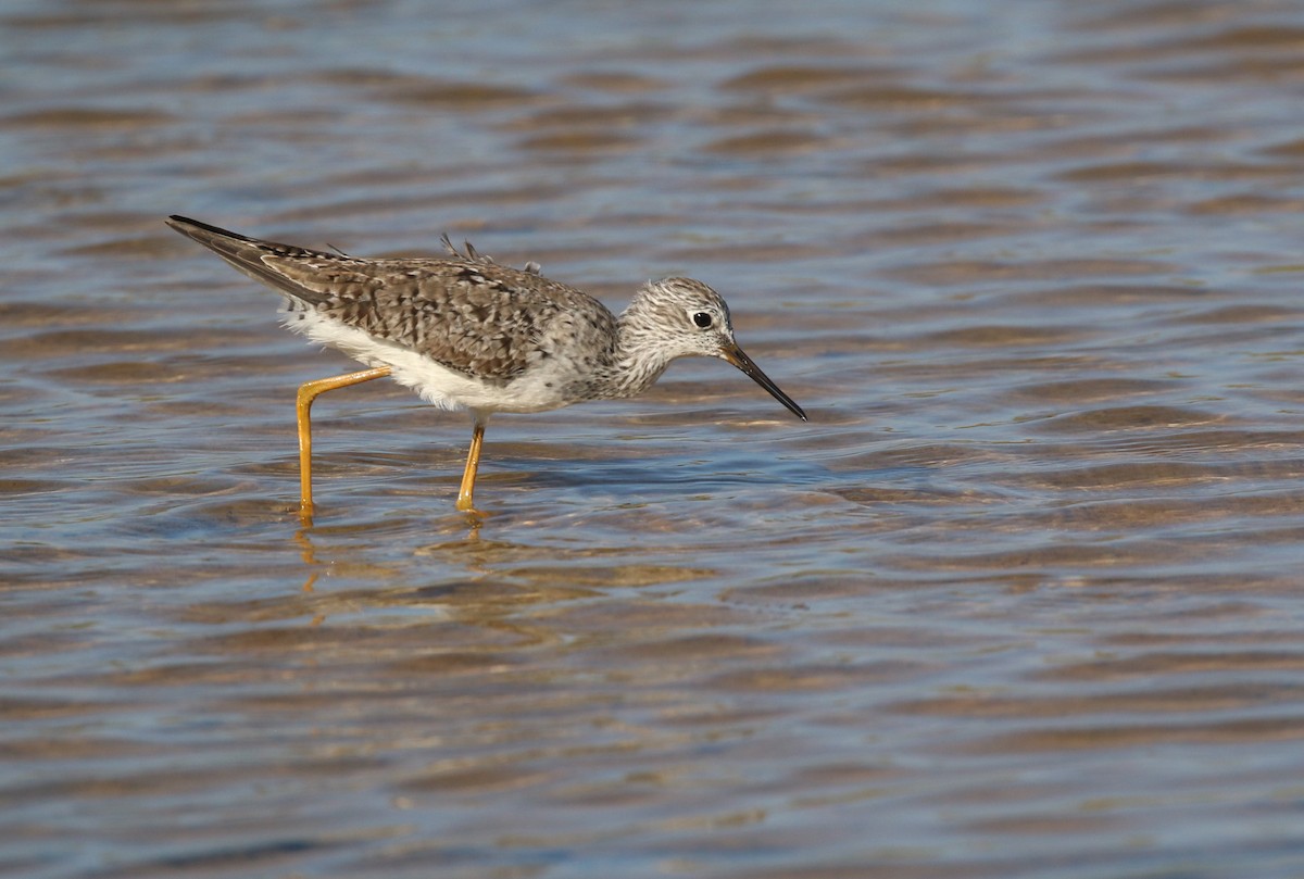 Lesser Yellowlegs - ML147719541