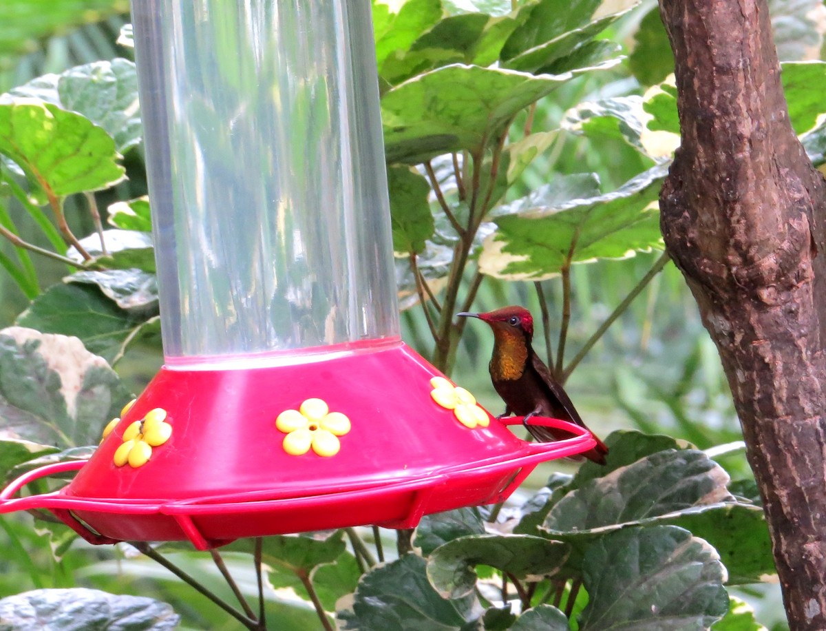 Ruby-topaz Hummingbird - ML147721811