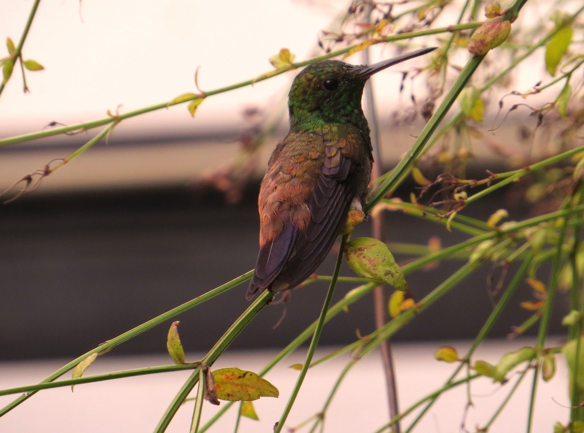 Copper-rumped Hummingbird - Michael Mandracchia
