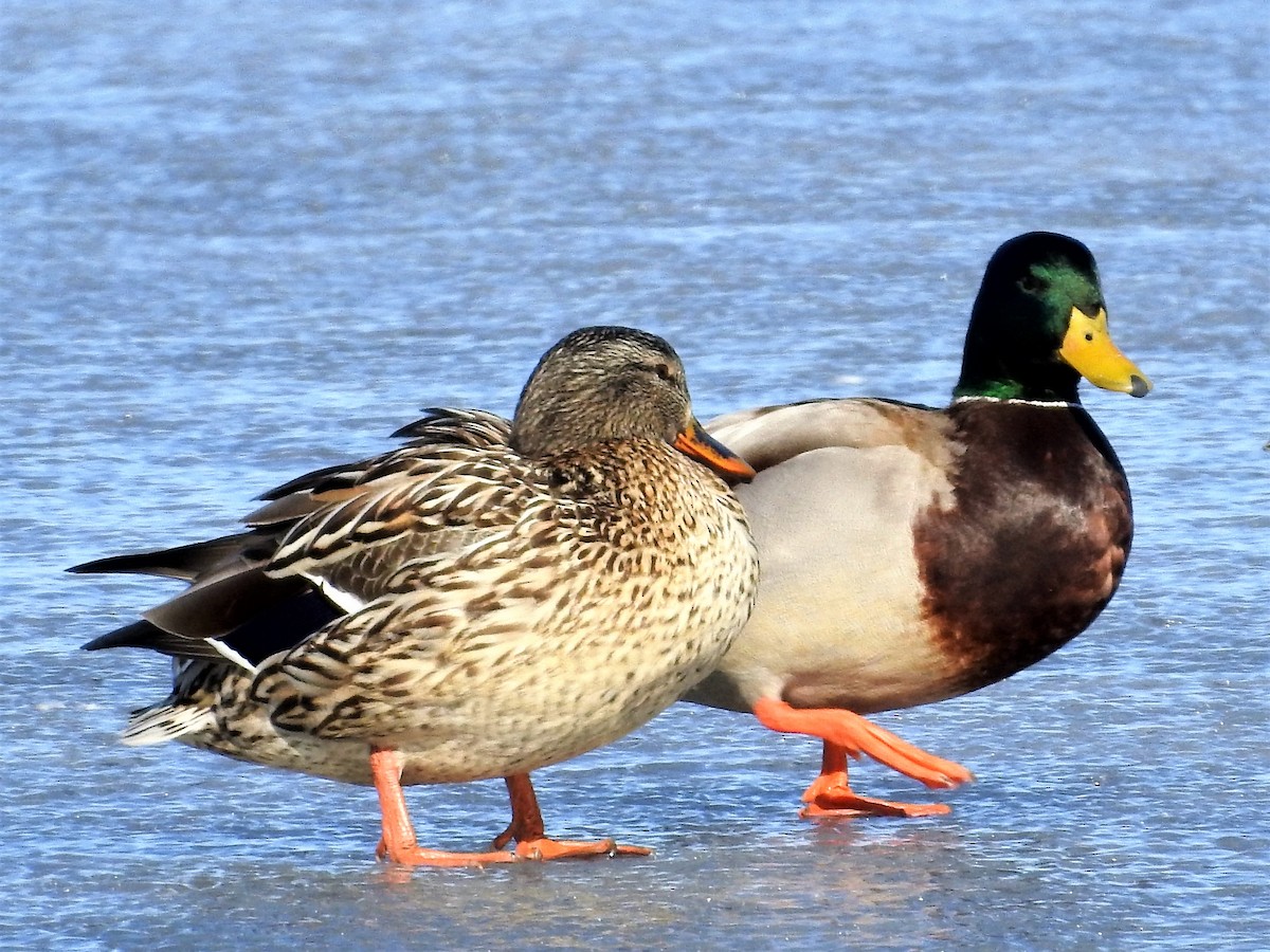 Mallard - ML147722231