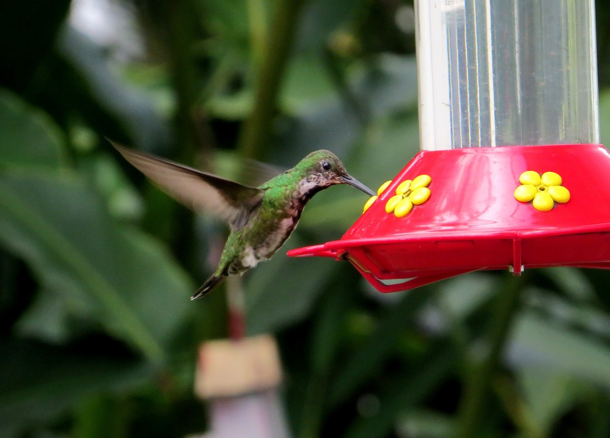 Black-throated Mango - ML147722291