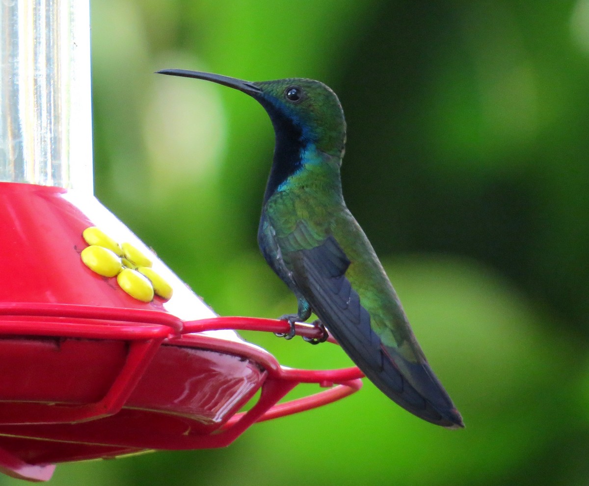 Black-throated Mango - ML147722391