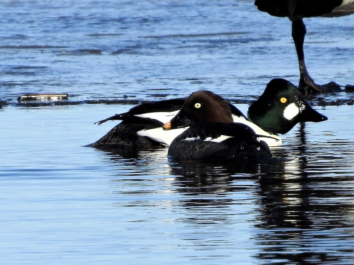 Common Goldeneye - ML147722451