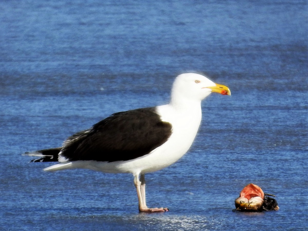 Great Black-backed Gull - ML147722541