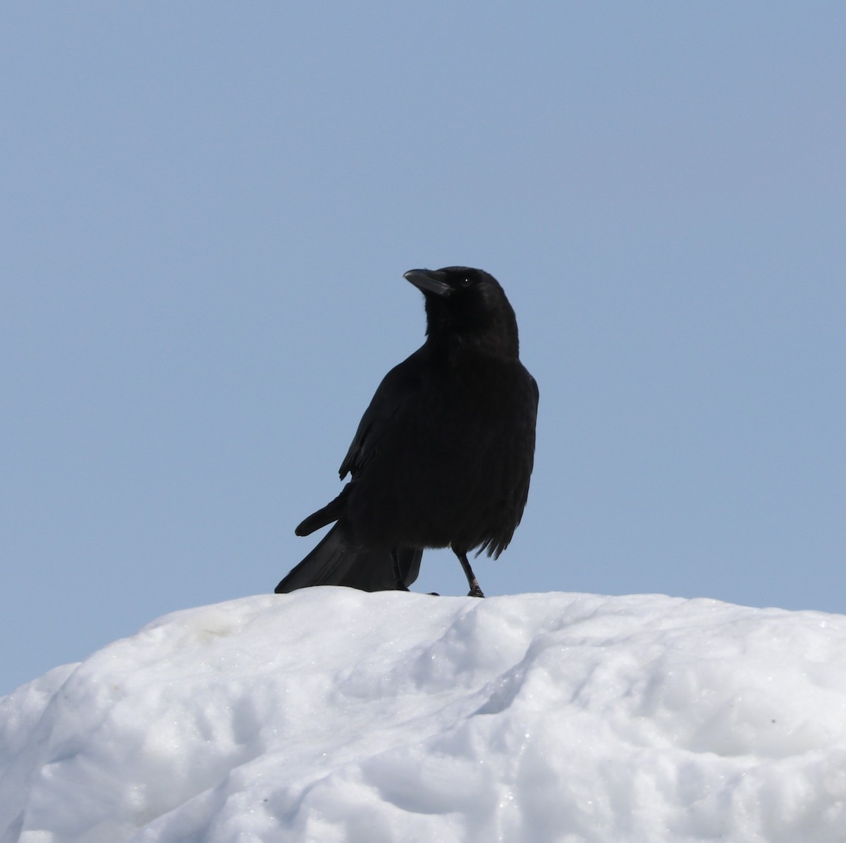 American Crow - Marco Bouchard