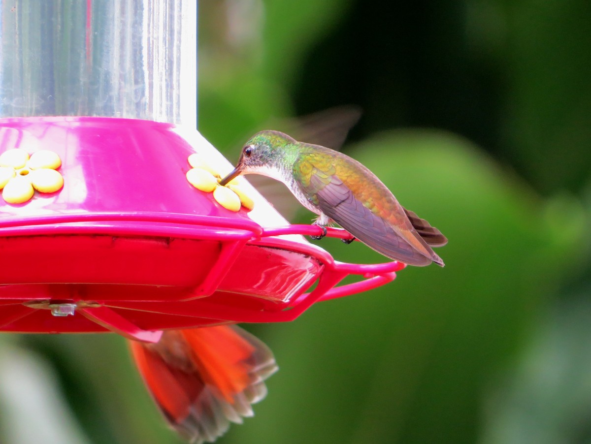 White-chested Emerald - ML147723041