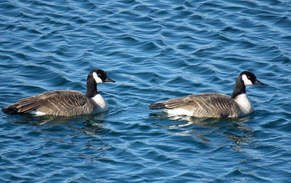 Canada Goose - Robert Sams