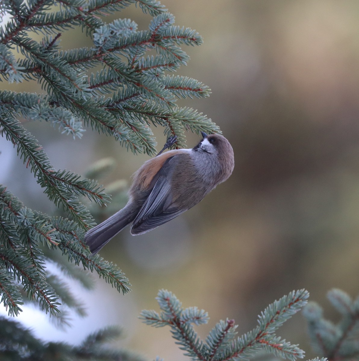 Boreal Chickadee - Marco Bouchard