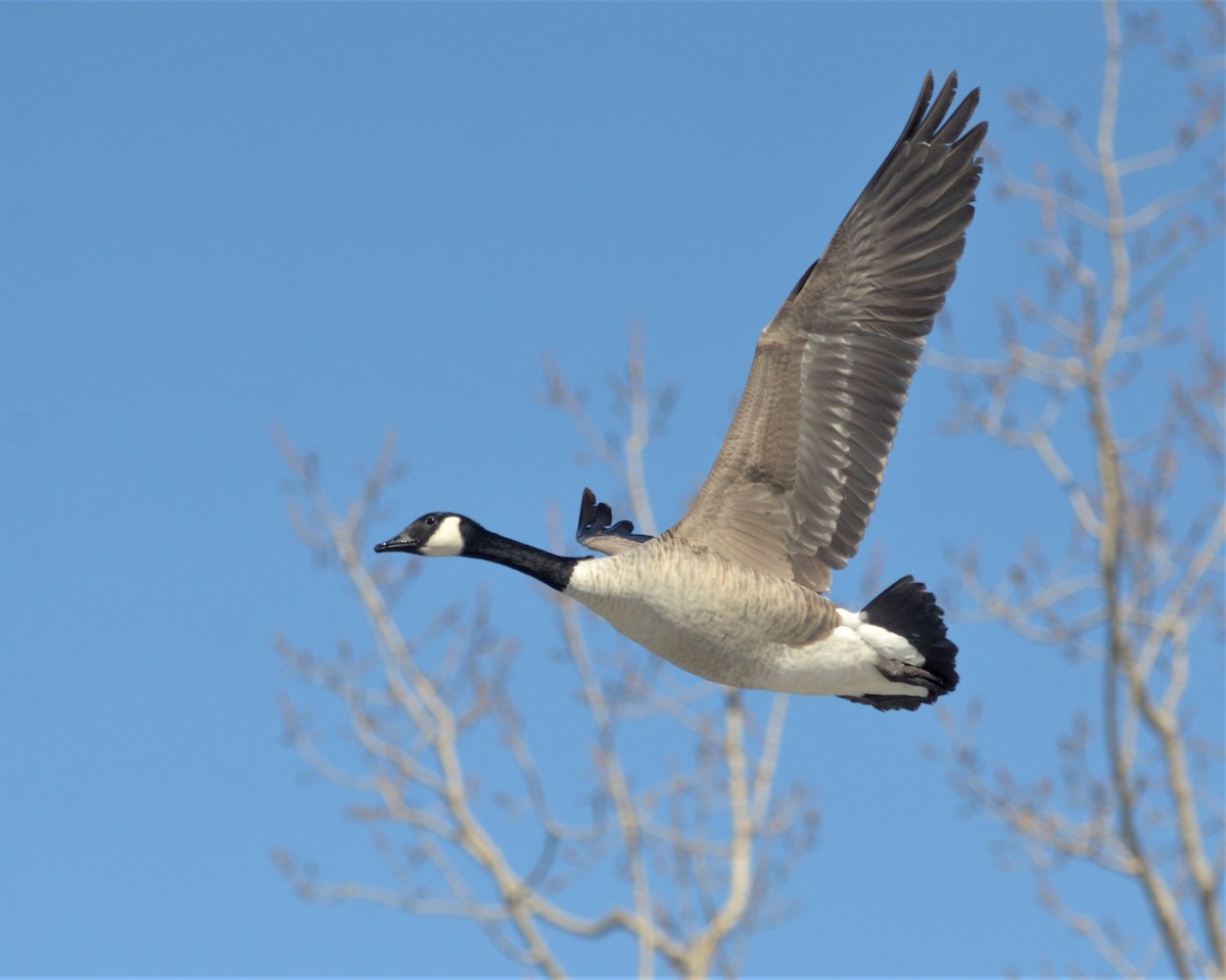 Canada Goose - Heather Pickard