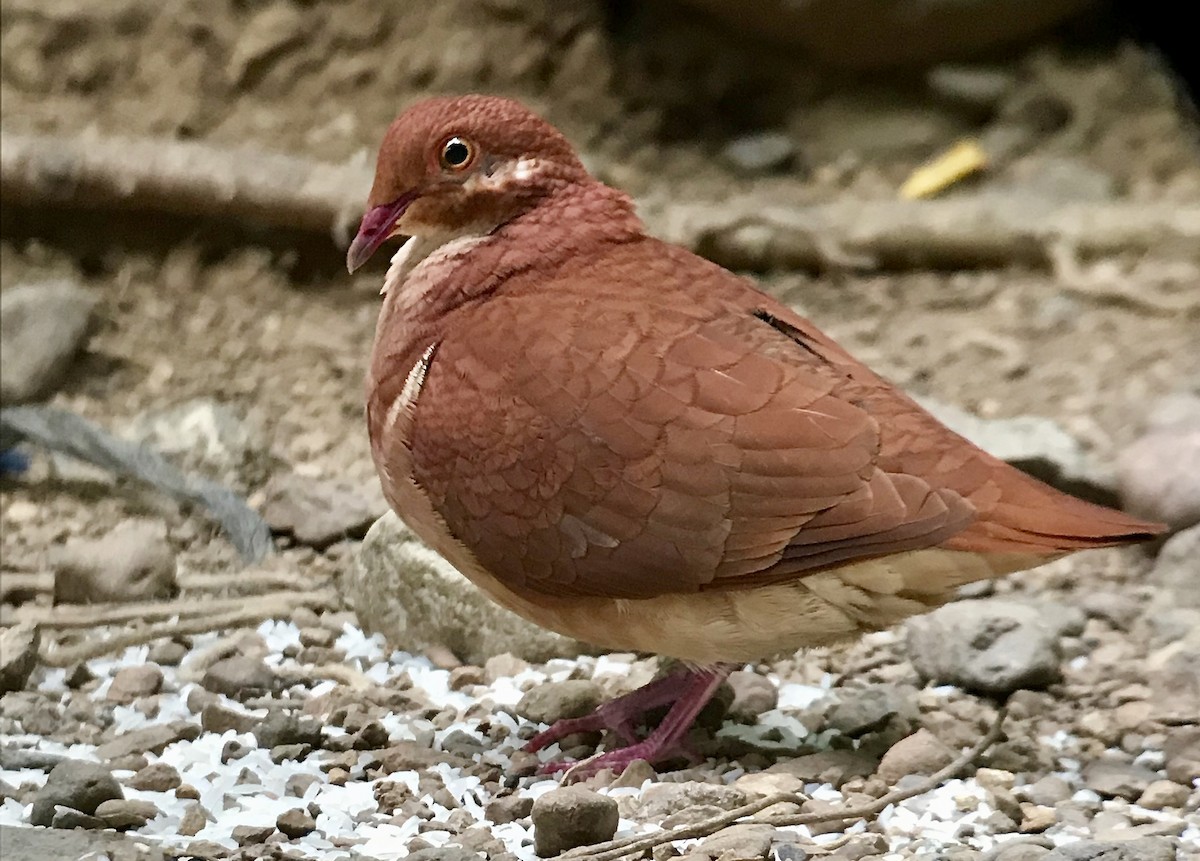 Ruddy Quail-Dove - Paul Koker