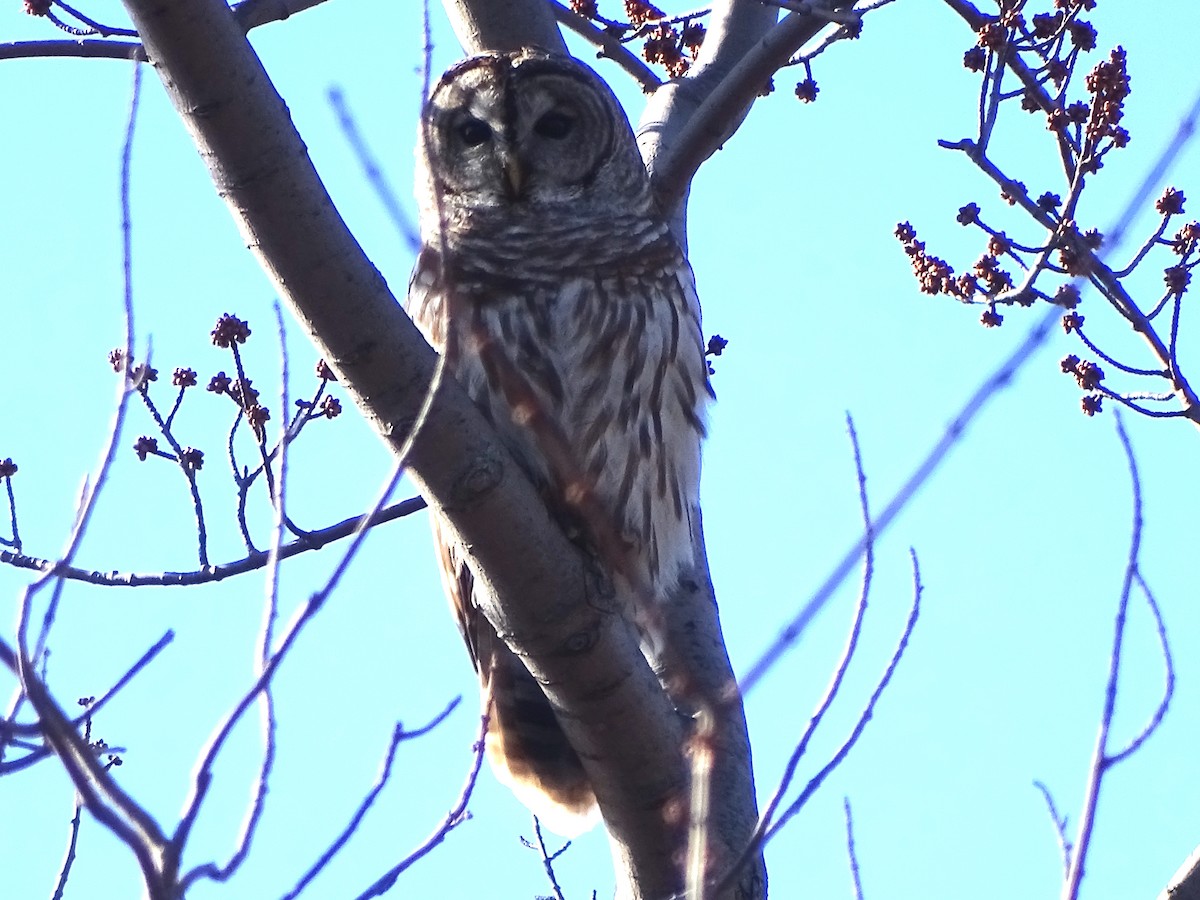 Barred Owl - ML147723731