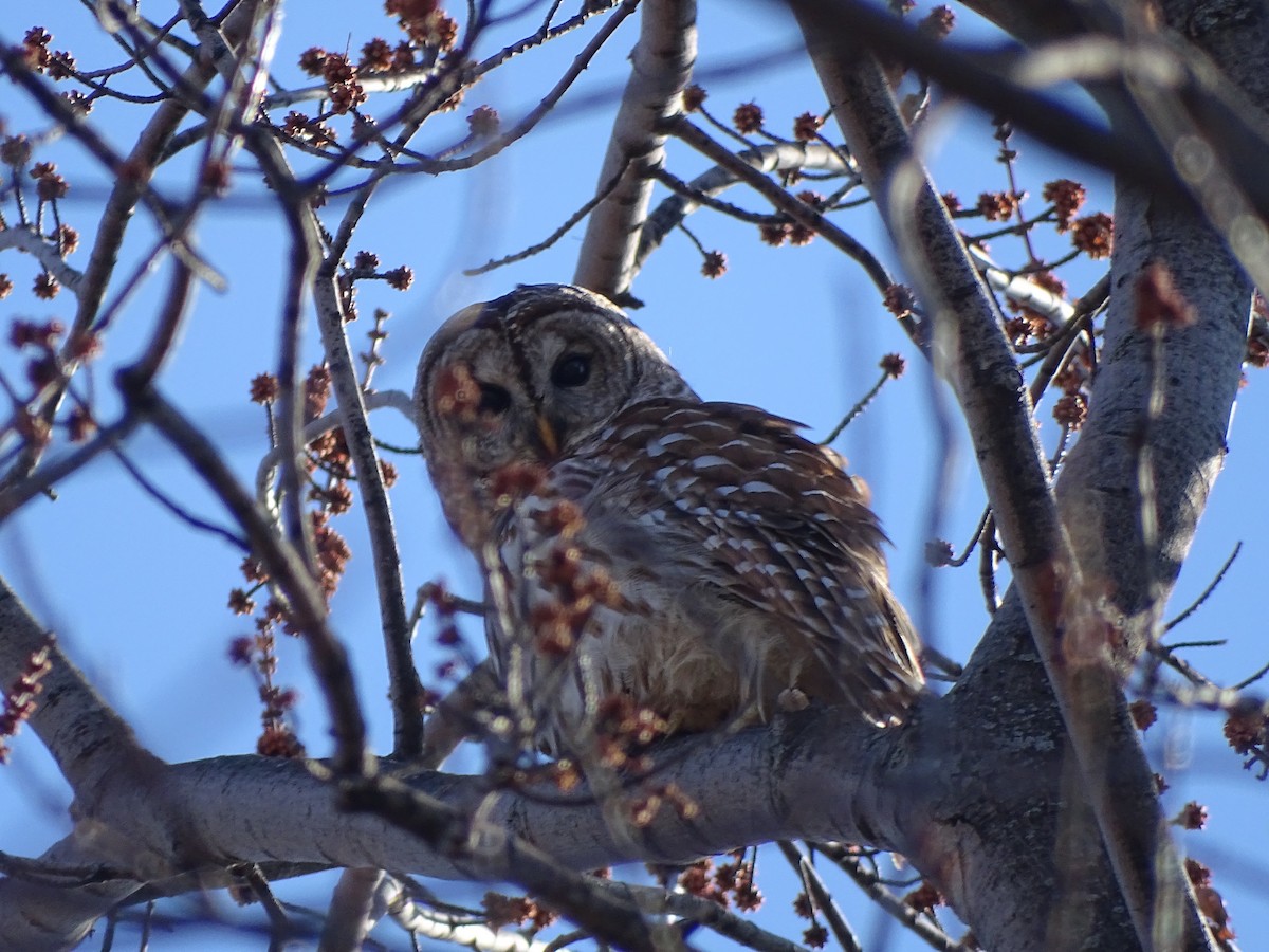 Barred Owl - ML147723861