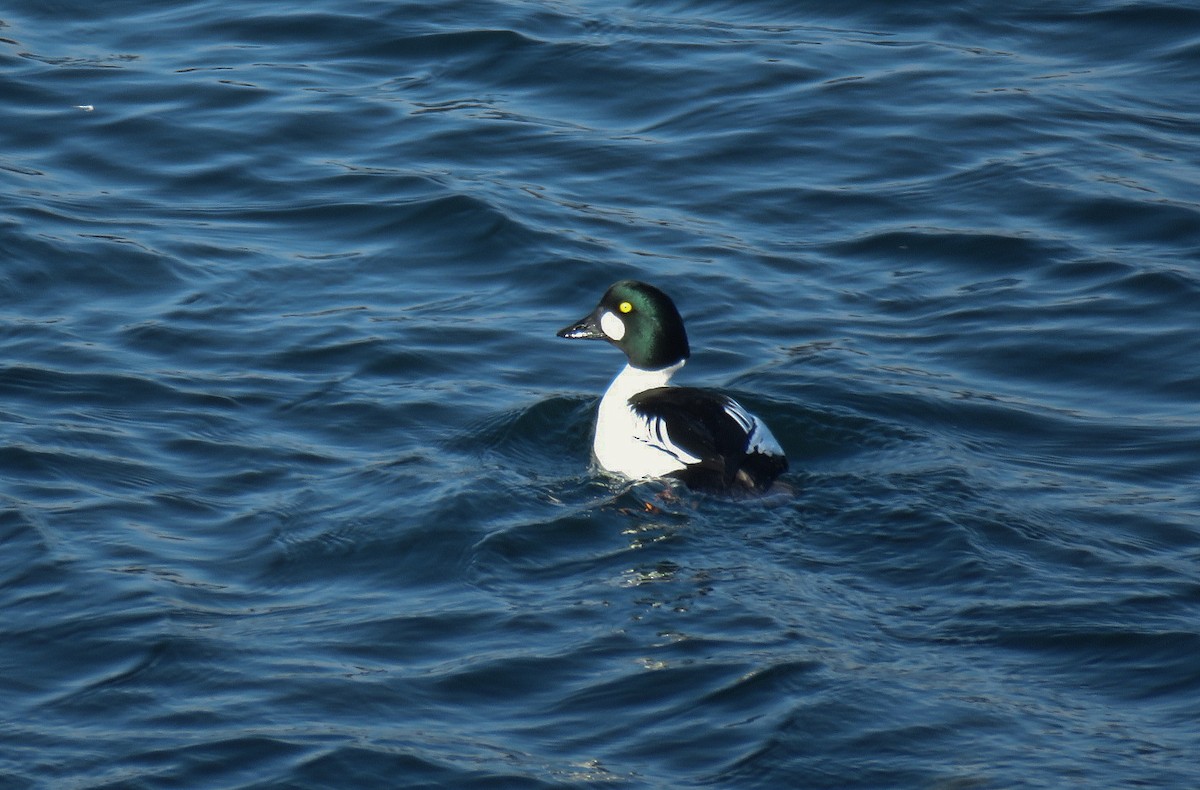 Common Goldeneye - ML147724111