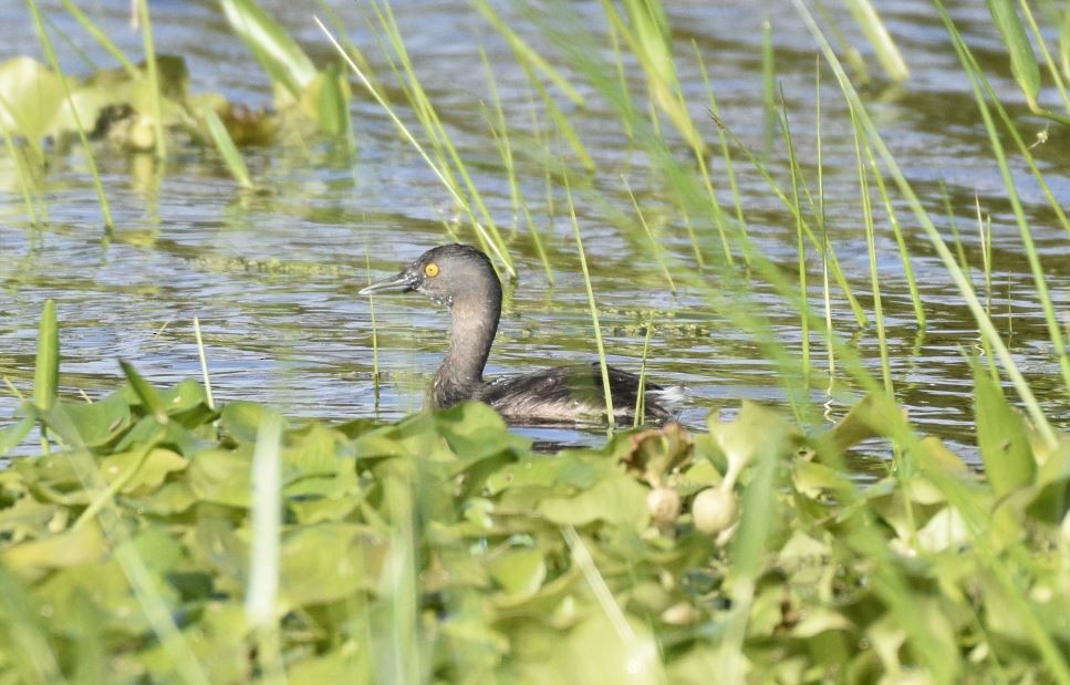 Least Grebe - Kenny Miller