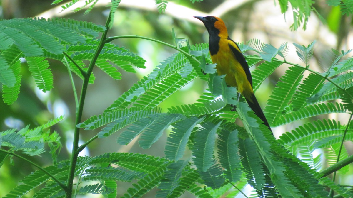 Orange-crowned Oriole - Jorge Alcalá