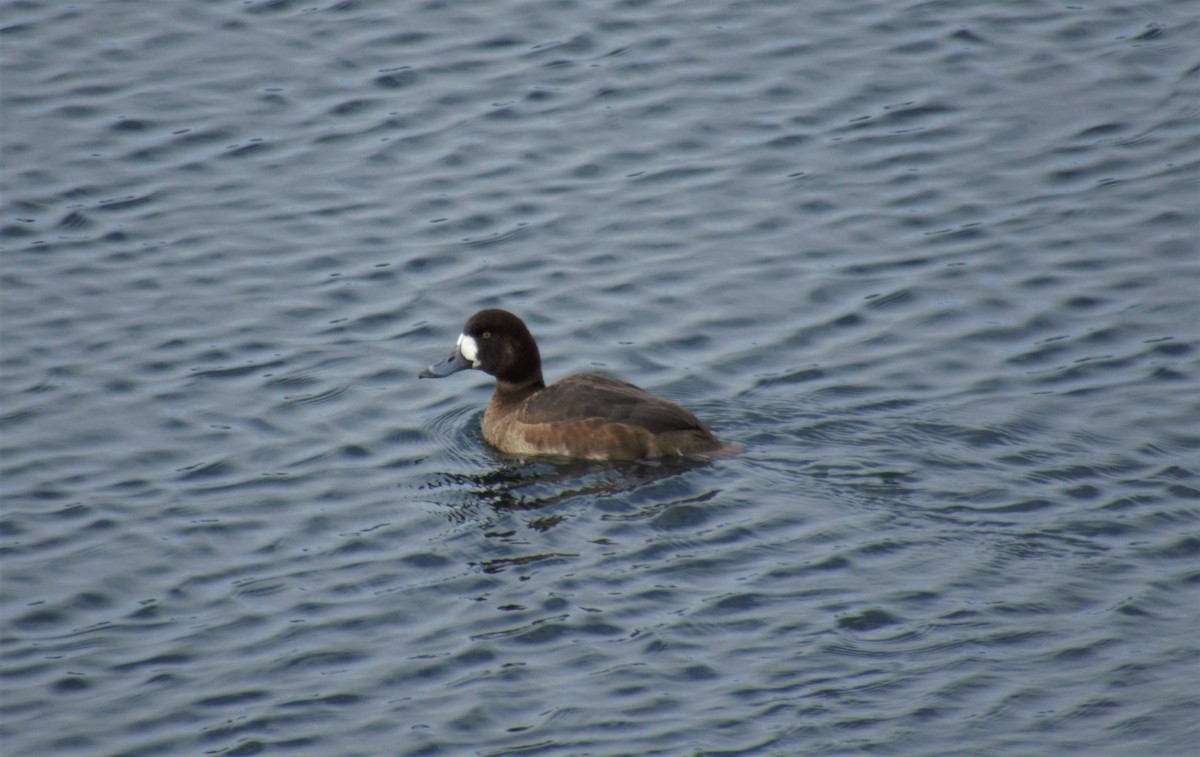 Greater Scaup - ML147724951