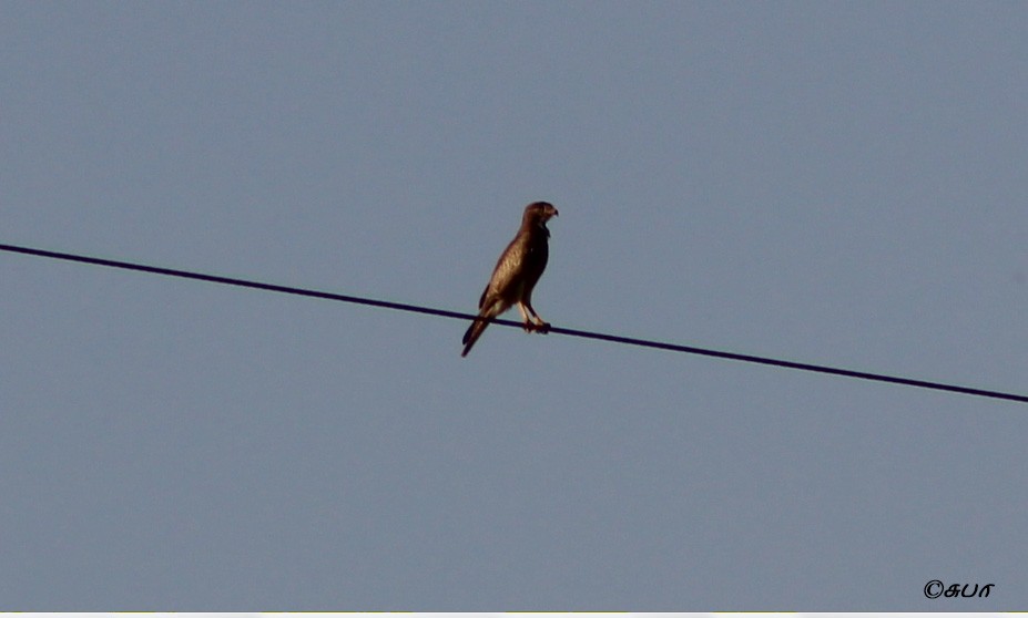 White-eyed Buzzard - Subhashini Sivasubramanian