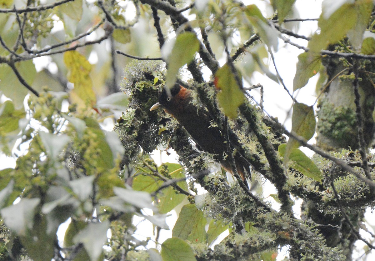 Red-collared Mountain-Babbler - ML147726321