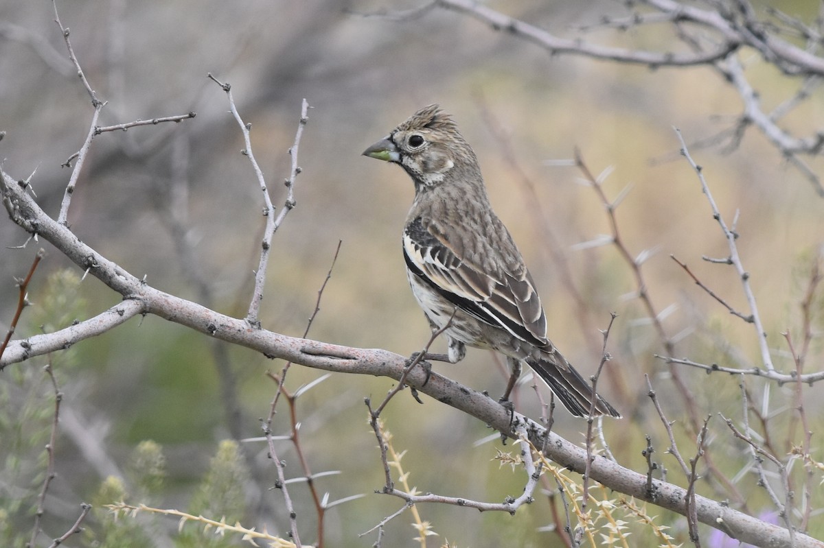 Lark Bunting - ML147726711