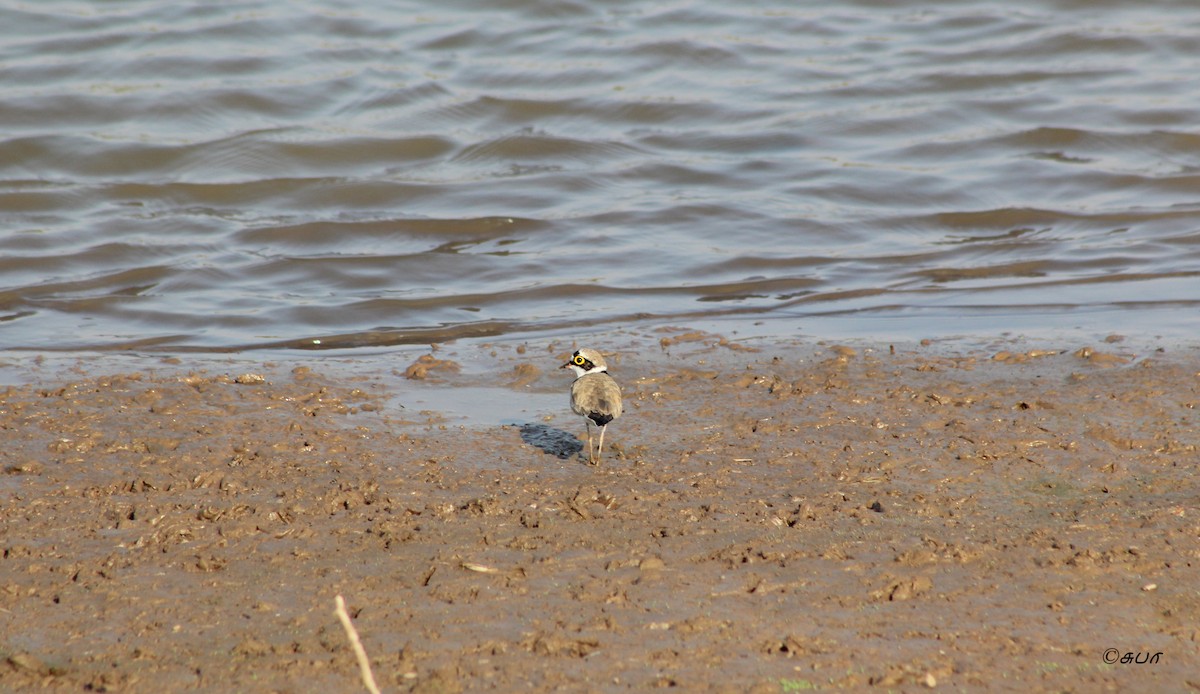 Little Ringed Plover - ML147727021