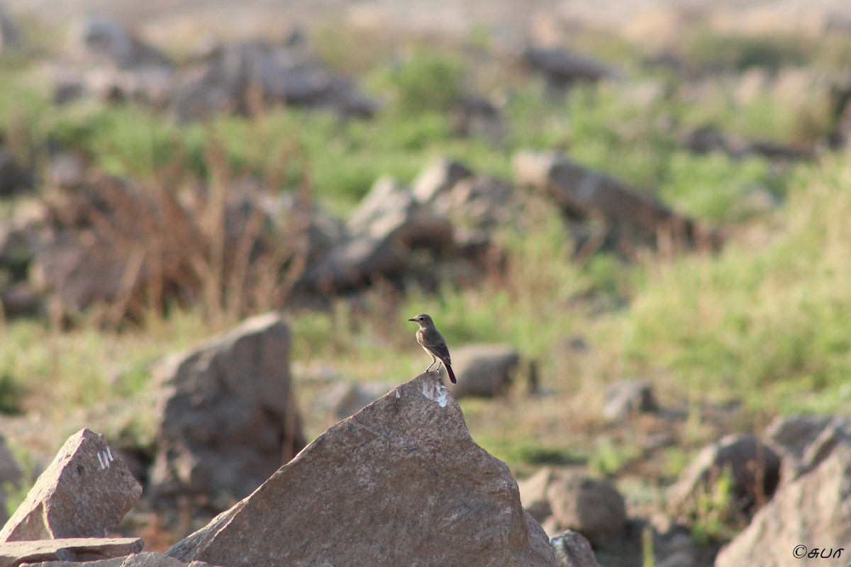 Siberian Stonechat - ML147727621