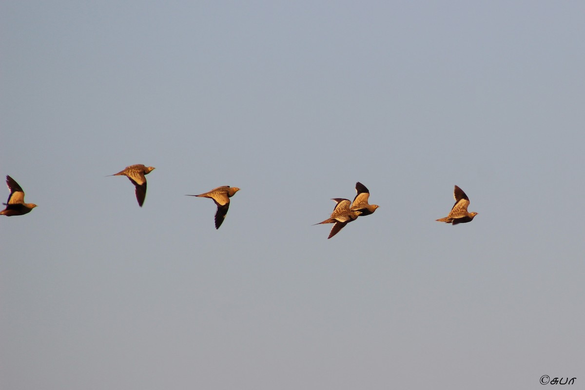 Chestnut-bellied Sandgrouse - ML147727841