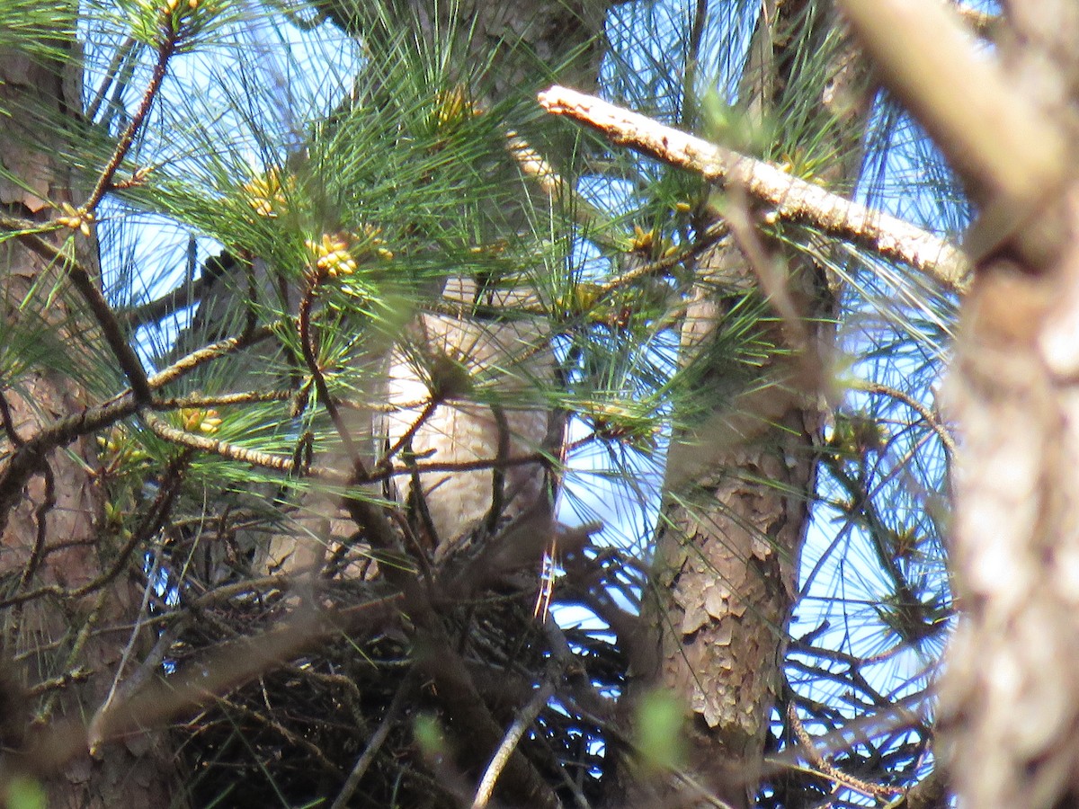 Cooper's Hawk - ML147730451