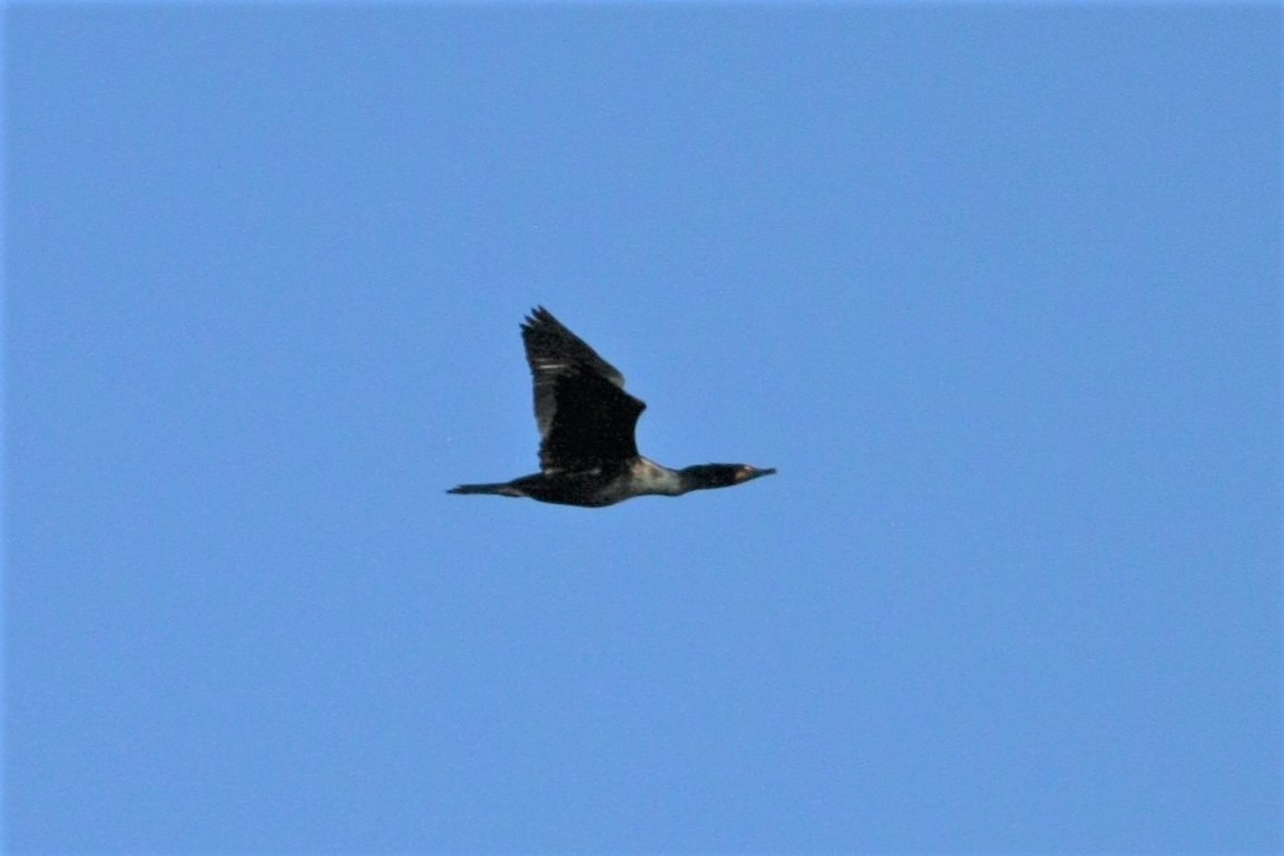 Double-crested Cormorant - ML147731871