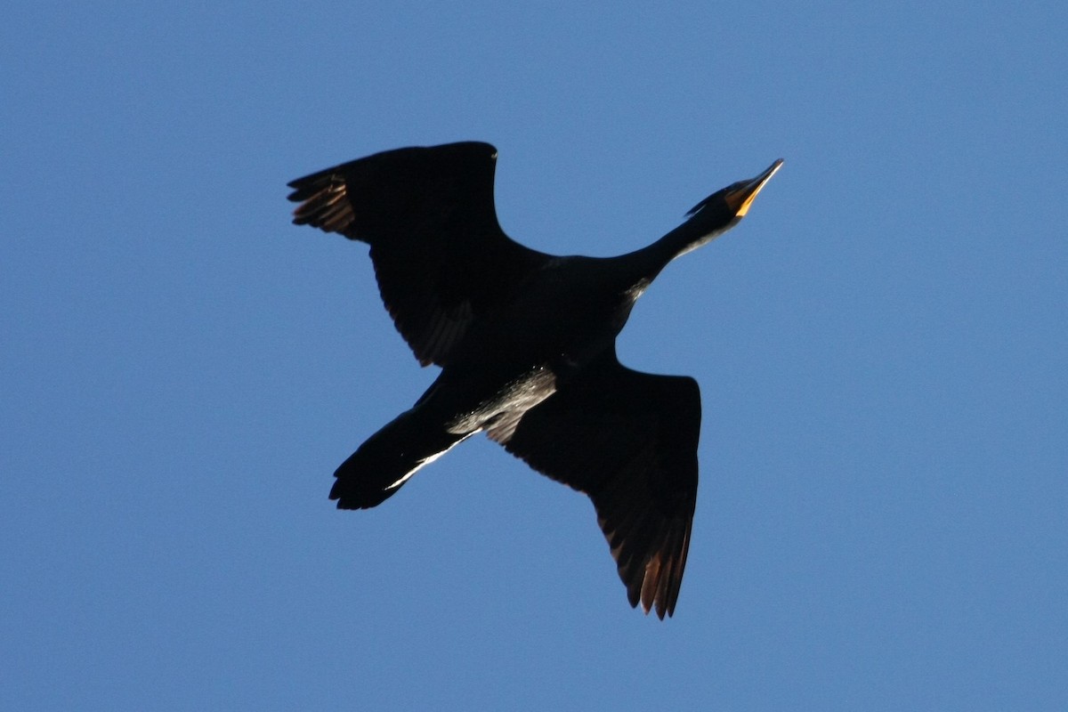 Double-crested Cormorant - ML147731921