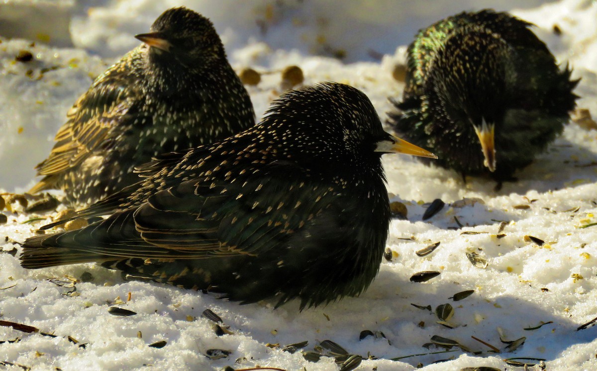 European Starling - Robert Sams